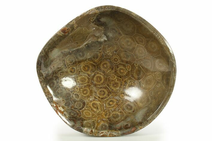 Polished Fossil Coral (Actinocyathus) Dish - Morocco #286805